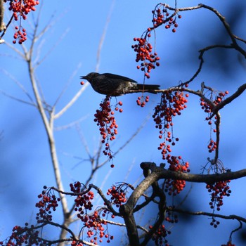 Brown-eared Bulbul 国立科学博物館附属自然教育園 (港区, 東京) Sat, 1/22/2022