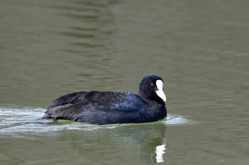 オオバン 静岡県 麻機遊水池(静岡市) 2022年2月20日(日)