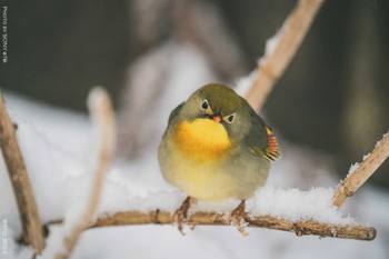 ソウシチョウ 高尾山 2022年2月11日(金)