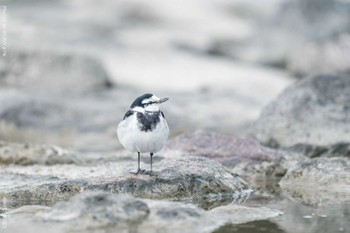 ハクセキレイ 葛西臨海公園 2022年2月19日(土)