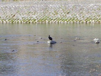 カワウ 京都府　鴨川 2017年11月11日(土)