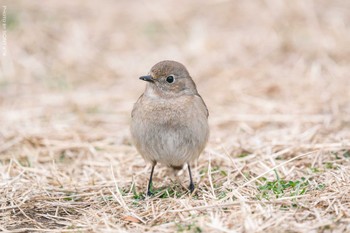 ジョウビタキ 葛西臨海公園 2022年3月8日(火)