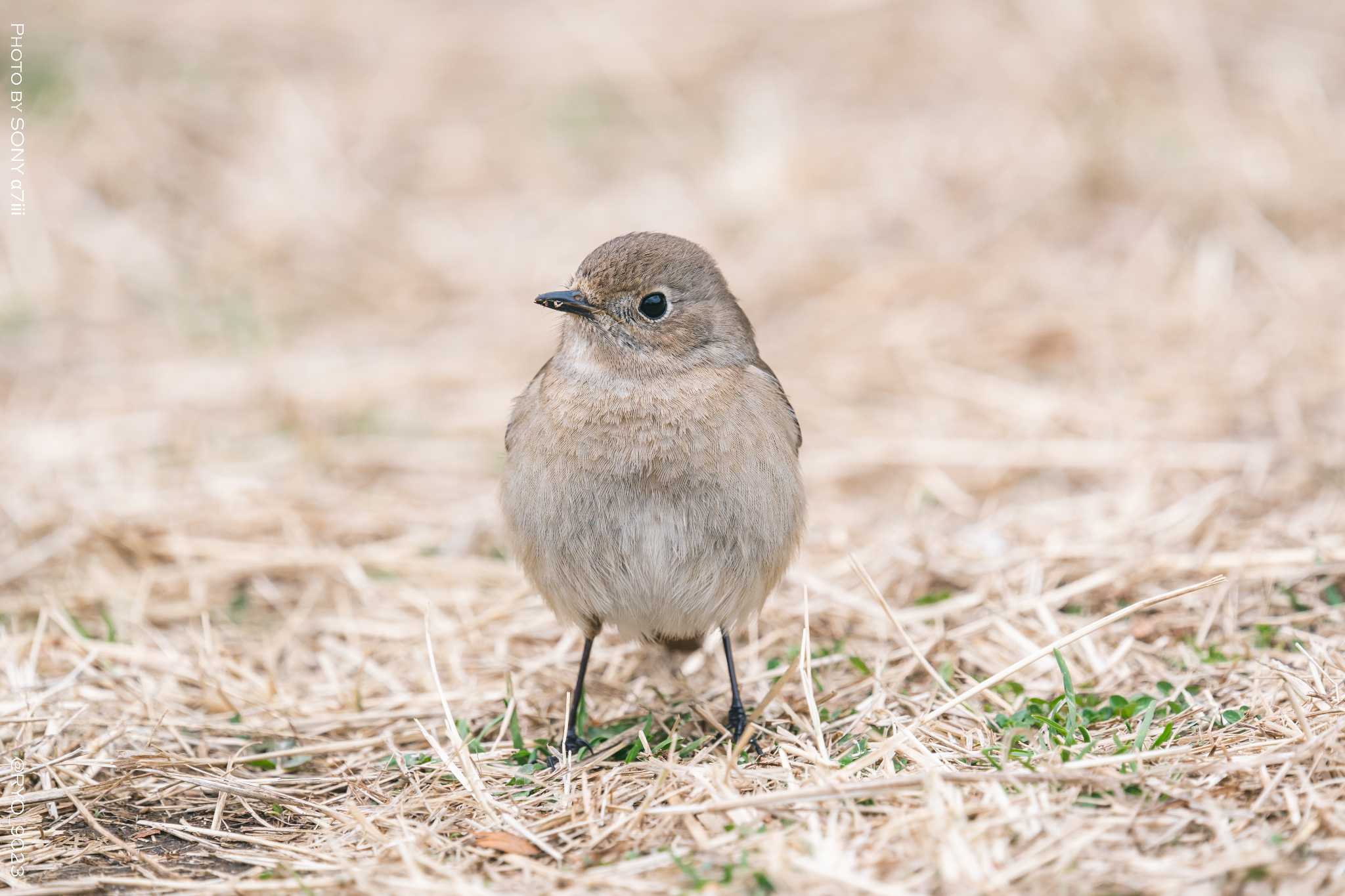 葛西臨海公園 ジョウビタキの写真 by Ryo_9023