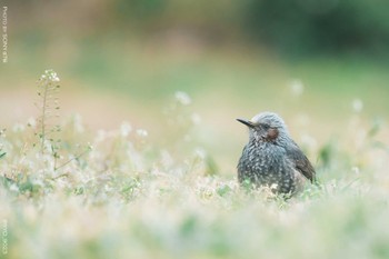 ヒヨドリ 葛西臨海公園 2022年3月8日(火)