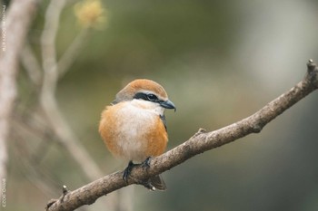 モズ 葛西臨海公園 2022年3月8日(火)