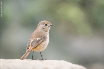 ジョウビタキ 葛西臨海公園 2022年3月8日(火)