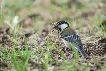 シジュウカラ 葛西臨海公園 2022年3月30日(水)