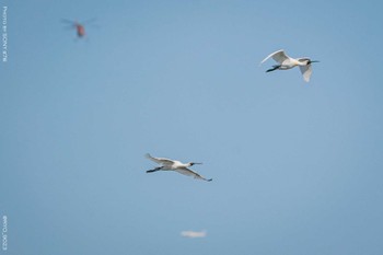 クロツラヘラサギ 葛西臨海公園 2022年4月6日(水)