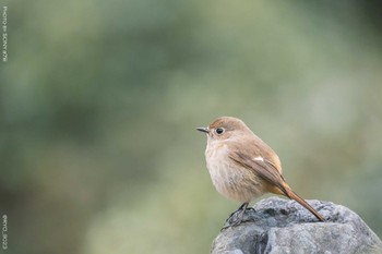 ジョウビタキ 葛西臨海公園 2022年3月8日(火)