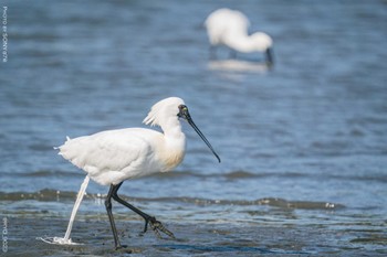 クロツラヘラサギ 葛西臨海公園 2022年4月6日(水)