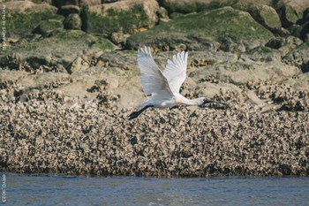 クロツラヘラサギ 葛西臨海公園 2022年4月6日(水)