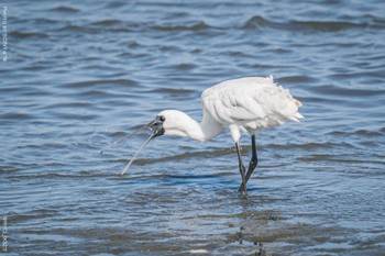 クロツラヘラサギ 葛西臨海公園 2022年4月6日(水)