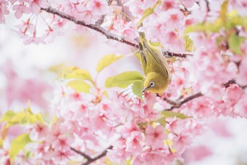 メジロ 葛西臨海公園 2022年3月17日(木)