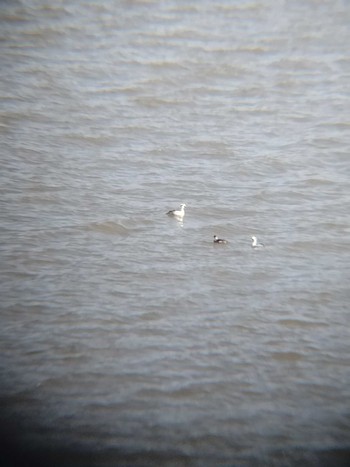 Smew 水といきものの郷トゥ・ペッ Tue, 4/5/2022