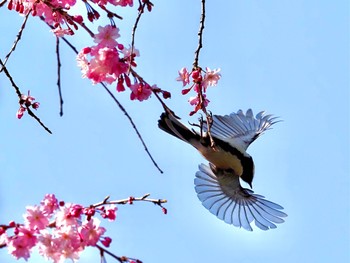 未同定 場所が不明 2022年4月6日(水)