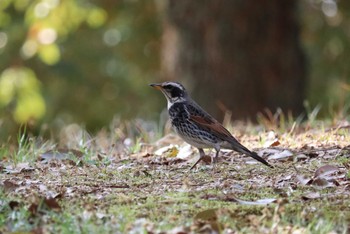 ツグミ 旭公園 2022年4月6日(水)