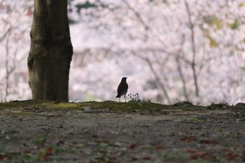 シロハラ 旭公園 2022年4月6日(水)