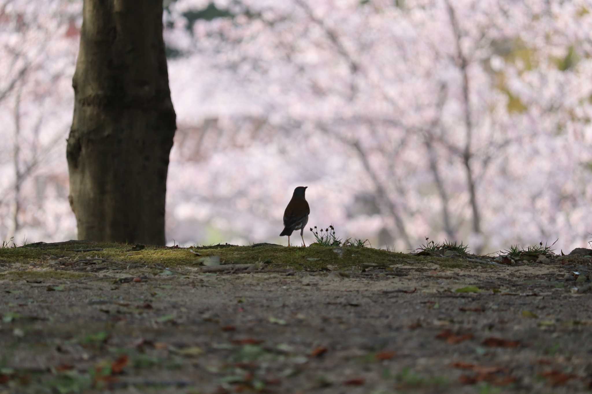 桜をバックに…まもなく旅立ちの日… by ぴーたま・まる