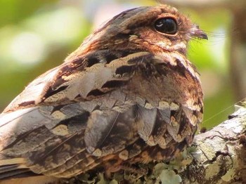 Fiery-necked Nightjar