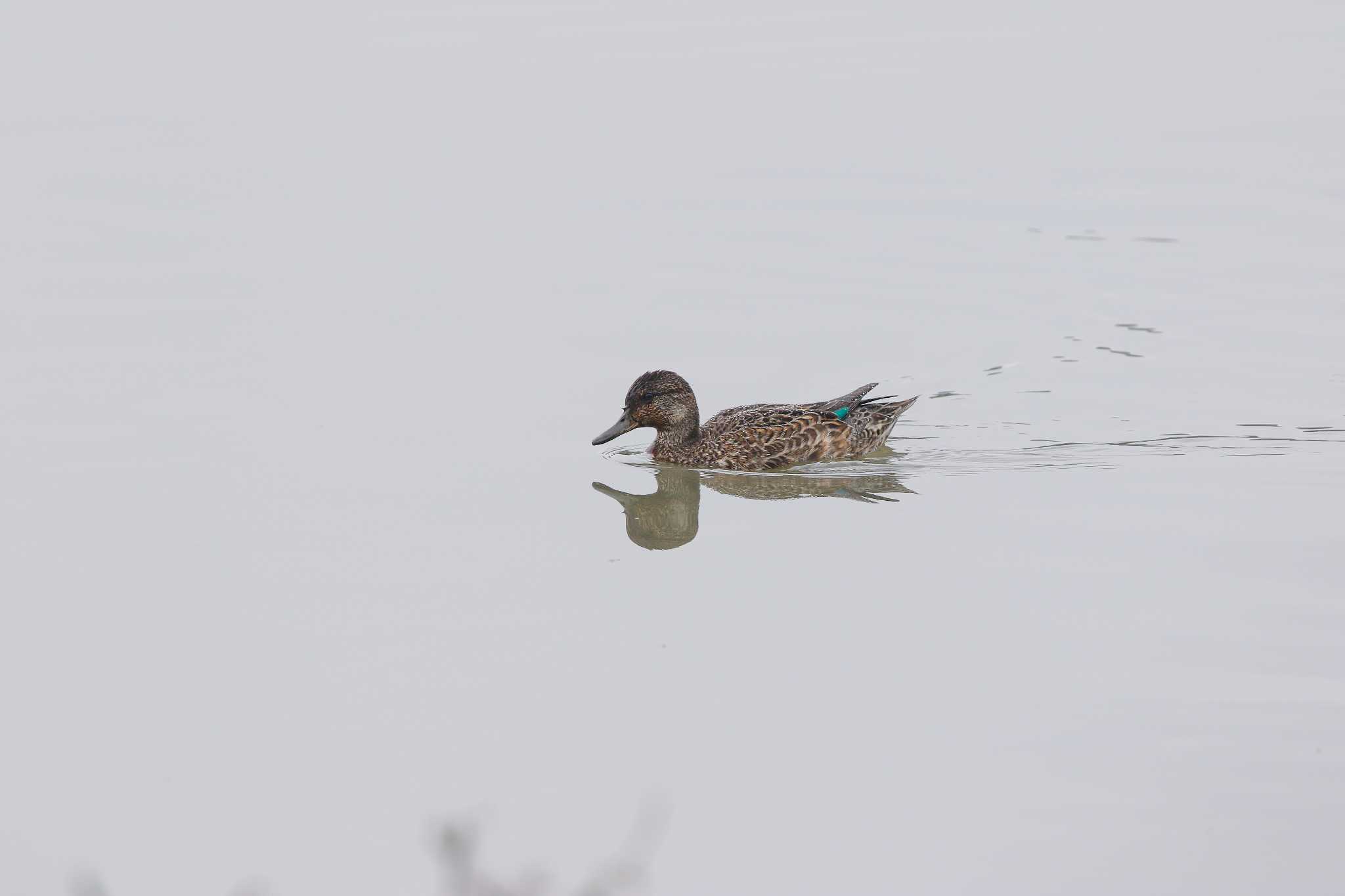 華江雁鴨自然公園 アメリカコガモの写真 by Trio