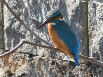 2022年3月12日(土) 菖蒲園の野鳥観察記録