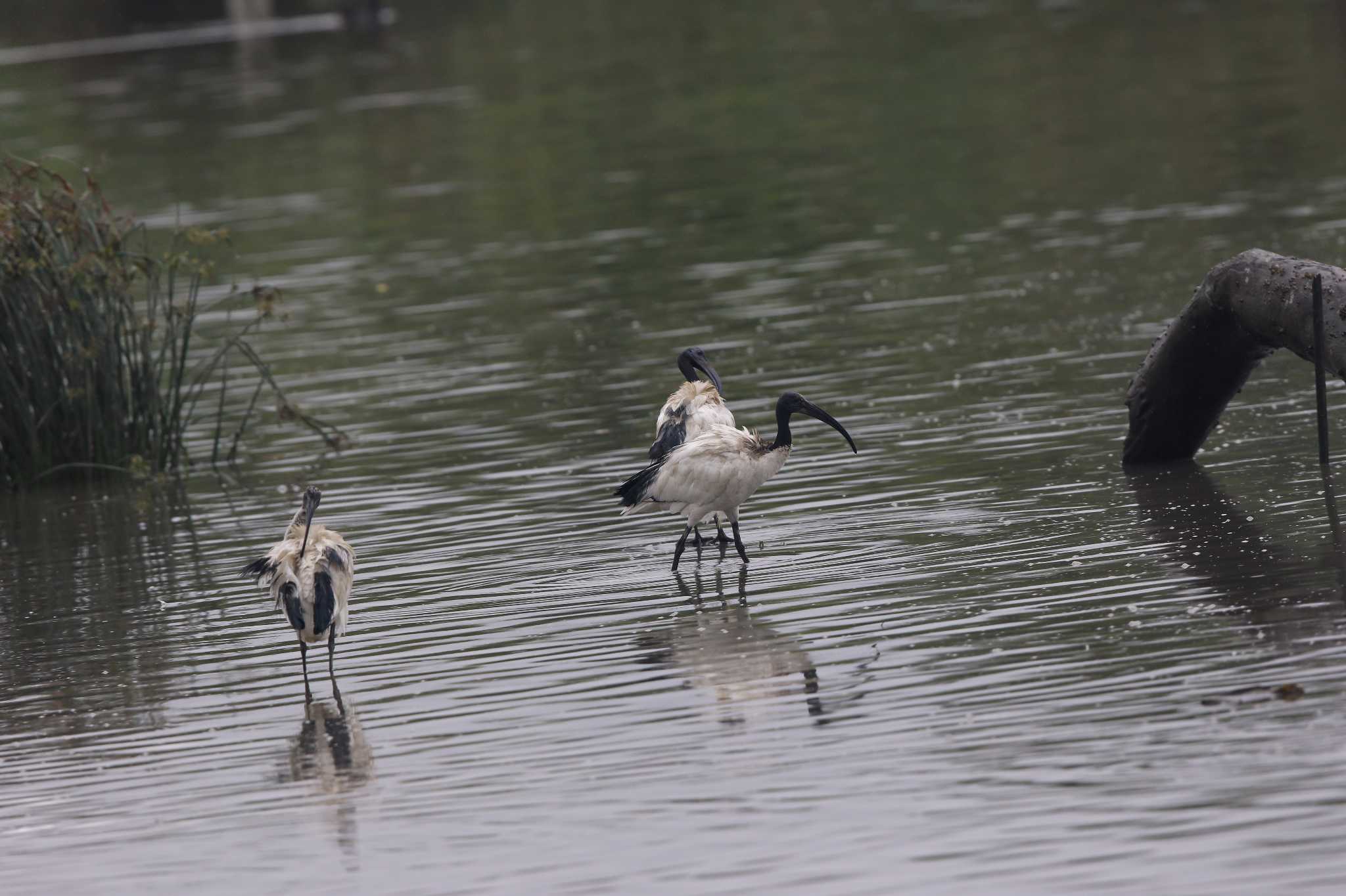 華江雁鴨自然公園 アフリカクロトキの写真 by Trio