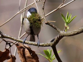 Japanese Tit 皆野町 Tue, 4/5/2022