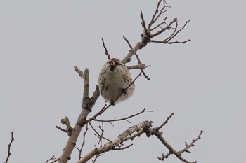 Common Redpoll 北陸地方 Sat, 11/11/2017