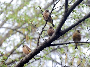 カワラヒワ 井の頭公園 2022年4月7日(木)