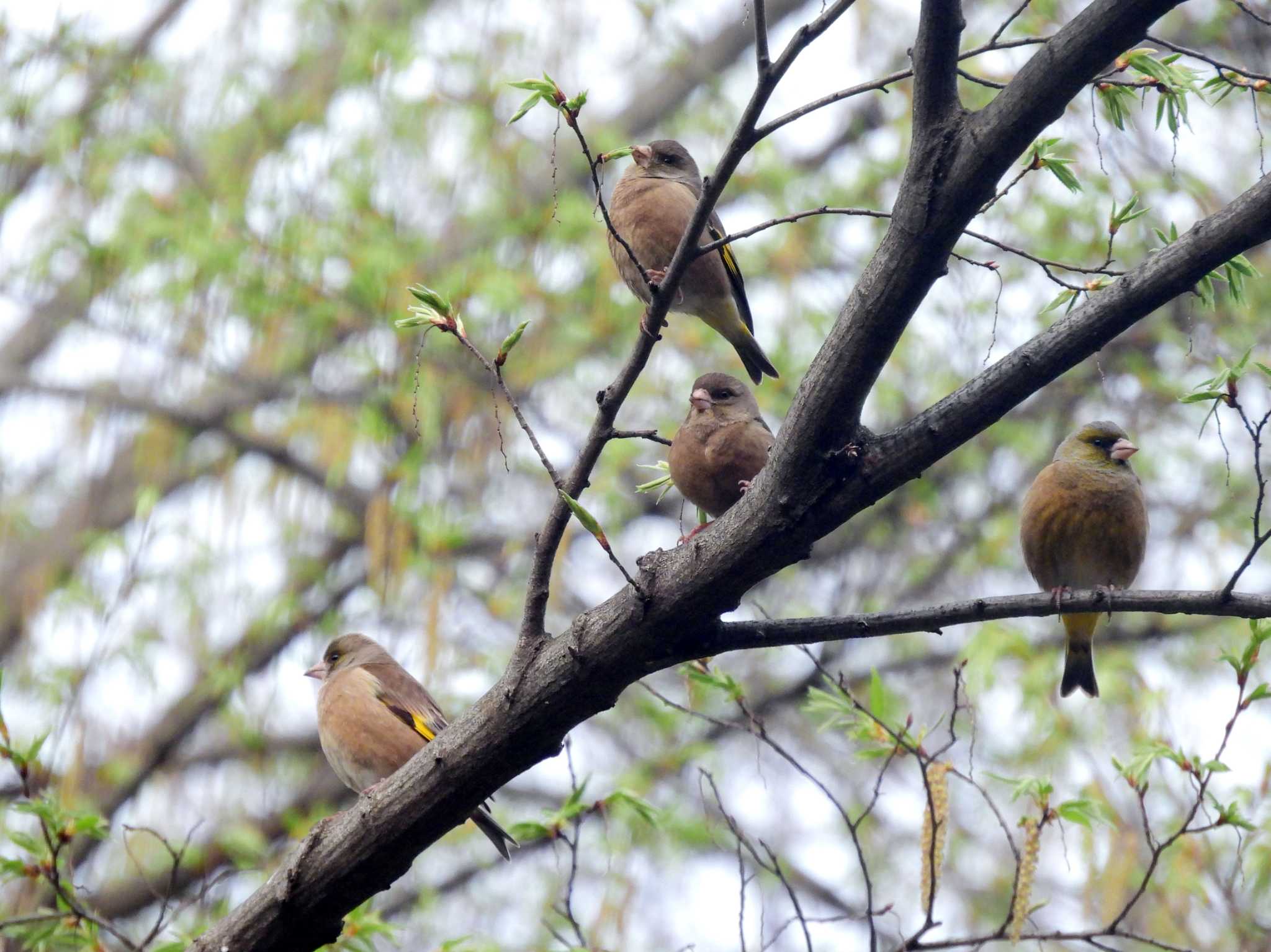 井の頭公園 カワラヒワの写真 by amigo-hiro