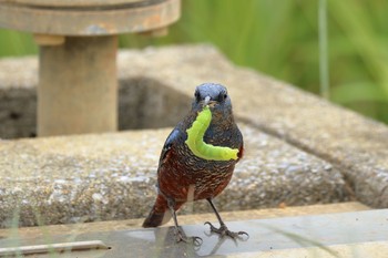 Blue Rock Thrush 金武町(沖縄県) Mon, 10/30/2017