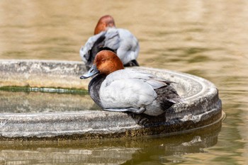 Common Pochard 生の松原 Mon, 3/21/2022