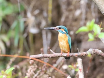 2022年4月6日(水) 座間谷戸山公園の野鳥観察記録