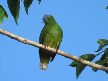 Blue-capped Fruit Dove