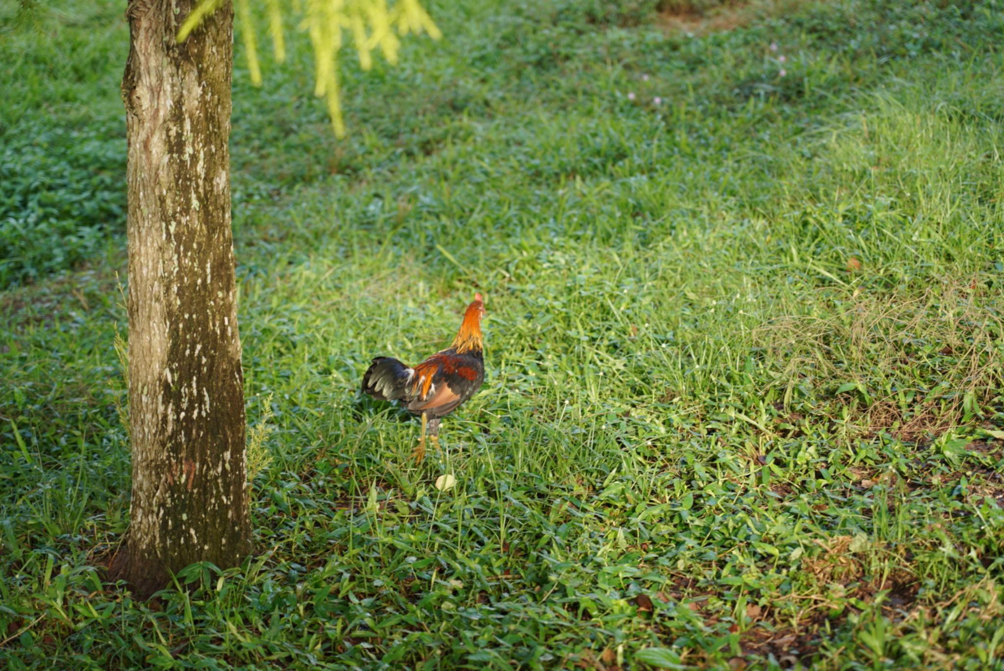 Photo of Red Junglefowl at Central water catchement by Tsubasa Abu