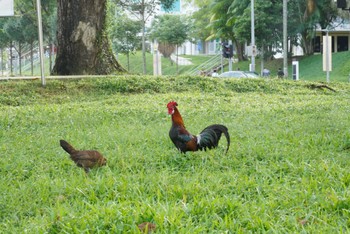 Red Junglefowl Central water catchement Sun, 4/7/2019