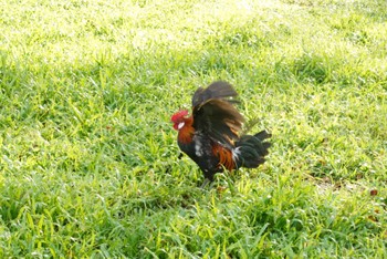 Red Junglefowl Central water catchement Sun, 4/7/2019