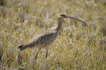 Eurasian Curlew 斐伊川河口 Thu, 4/7/2022