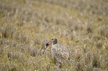 Eurasian Curlew 斐伊川河口 Thu, 4/7/2022