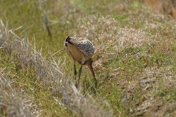 Eurasian Curlew 斐伊川河口 Thu, 4/7/2022