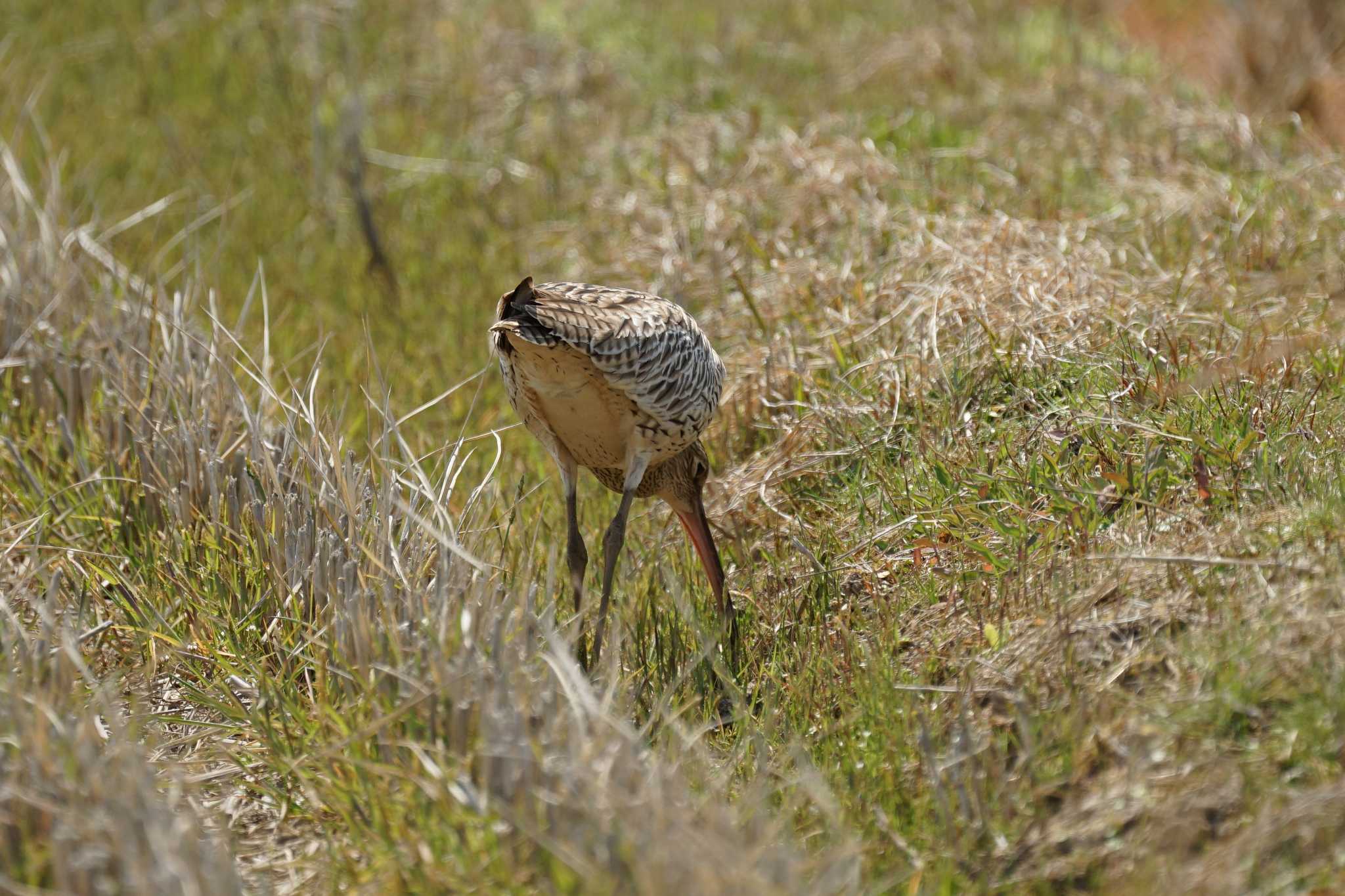 Photo of Eurasian Curlew at 斐伊川河口 by ひらも