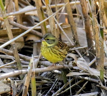 Masked Bunting 東京都 Sun, 11/12/2017