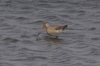 Black-tailed Godwit 斐伊川河口 Thu, 4/7/2022