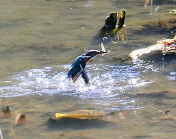 Common Kingfisher 東京都 Sun, 11/12/2017