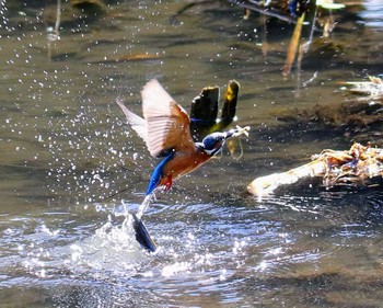 Common Kingfisher 東京都 Sun, 11/12/2017