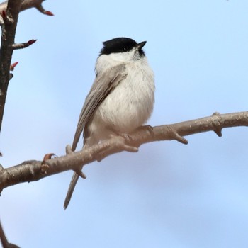 ハシブトガラ 真駒内公園 2022年4月7日(木)