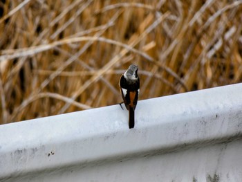 Daurian Redstart 自宅 Thu, 4/7/2022