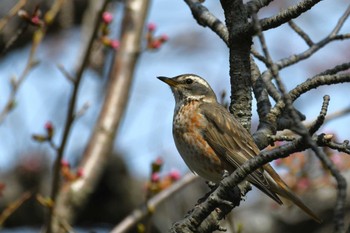 2022年4月7日(木) 禄剛崎の野鳥観察記録