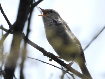 ウグイス 北本自然観察公園 2022年4月7日(木)