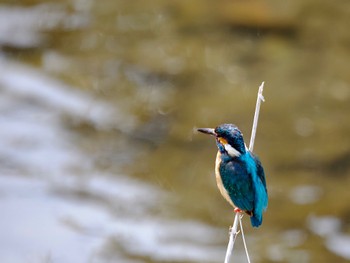 Common Kingfisher 恩田川(鶴見川合流点付近) Sat, 4/2/2022